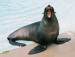 p-seal-at-toronto-zoo.jpg